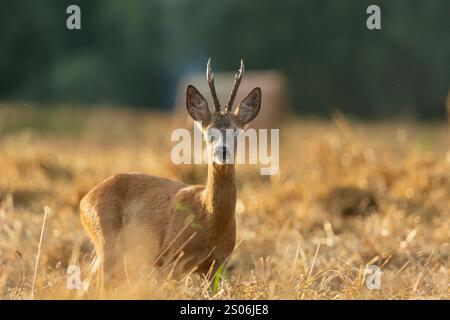 Cerf roé dans un champ de céréales, jour d'été Banque D'Images