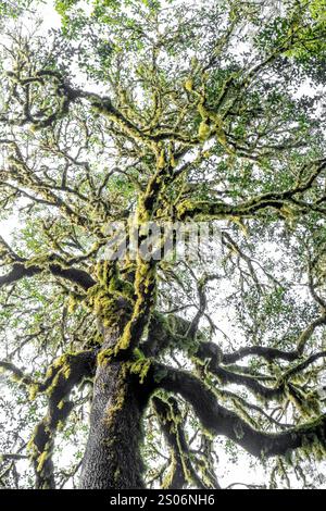 Lauriers avec mousses et lichens, Parc National de Garajonay, la Gomera, Îles Canaries, Espagne, Europe Banque D'Images