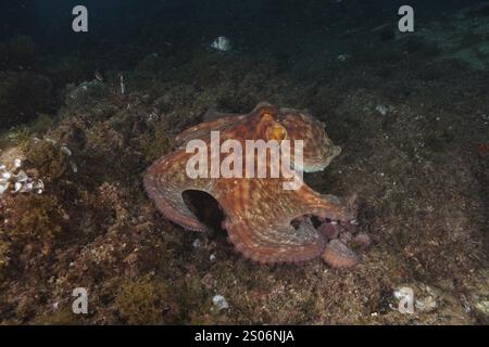 Poulpe, poulpe commun (Octopus vulgaris), se déplaçant sur un fond marin rocheux, site de plongée Cap de Creus Marine Reserve, Rosas, Costa Brava, Espagne, Méditerranée Banque D'Images