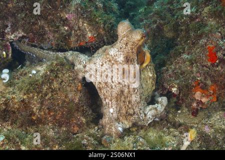 Octopus, poulpe commun (Octopus vulgaris), est parfaitement camouflé sous l'eau sur les rochers, site de plongée Cap de Creus Marine Reserve, Rosas, Costa Brava, S. Banque D'Images