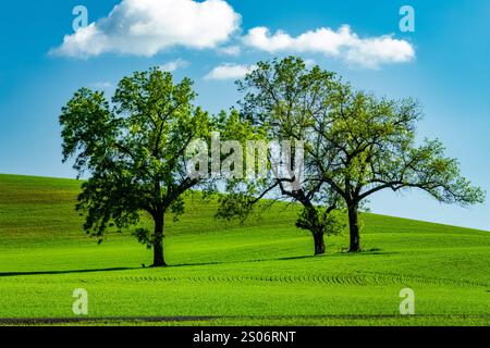 Culture du blé autour des arbres sur les collines ondulantes de la région de Palouse, État de Washington, États-Unis Banque D'Images