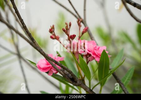 De délicates fleurs roses émergent de branches élancées, présentant des pétales vibrants entourés de feuilles vertes luxuriantes. Cette scène tranquille capture l'essence de la beauté printanière.. Photo de haute qualité Banque D'Images