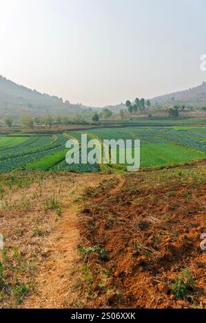 Vue panoramique sur les champs agricoles verdoyants avec des motifs patchwork de l'agriculture mixte du district de Shan au Myanmar (Birmanie). Banque D'Images