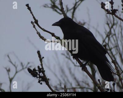 ...Raben sind mystische, geheimnisvolle, majestaetische und vor allem sehr kluge Voegel - die schon die Gunst des nordischen Sagengottes Odin fuer sich gewannen... Rabe à Esche am Abend *** les Ravens sont des oiseaux mystiques, mystérieux, majestueux et surtout très intelligents qui ont déjà gagné la faveur du Dieu nordique des légendes Odin Raven dans le frêne le soir Banque D'Images