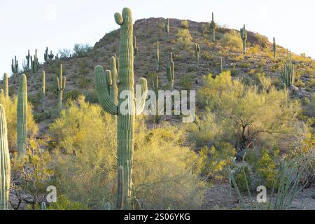 Les imposants cactus saguaro dominent la scène, debout sur une colline désertique dans le désert de Sonora en Arizona. Entouré d'arbustes du désert et de la plante l Banque D'Images