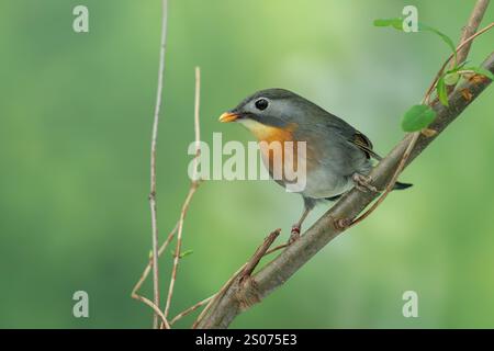 Leiothrix à bec rouge, Leiothrix lutea Banque D'Images