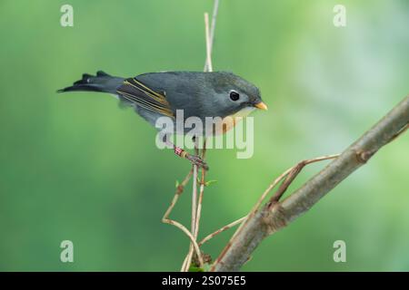 Leiothrix à bec rouge, Leiothrix lutea Banque D'Images