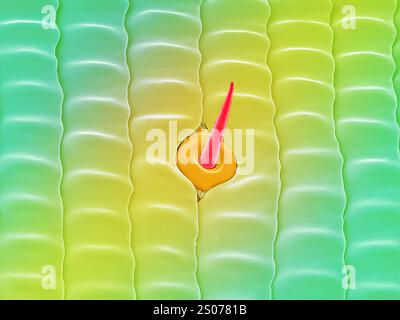 Cheveux sensoriels sur proboscis papillon Banque D'Images