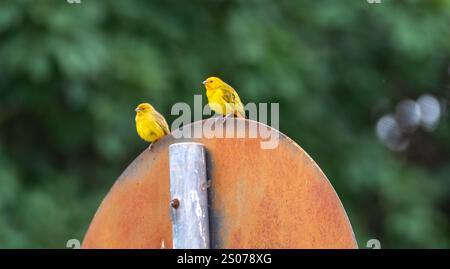 Vrai canari (Sicalis flaveola). Oiseau 'Canário da Terra'. Banque D'Images