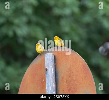 Vrai canari (Sicalis flaveola). Oiseau 'Canário da Terra'. Banque D'Images