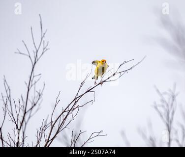 Vrai canari (Sicalis flaveola). Oiseau 'Canário da Terra'. Banque D'Images