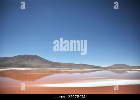 Laguna Colorada est un lac salé situé dans la Reserva nacional de fauna andina Eduardo Abaroa (réserve nationale de faune andine Eduardo Avaroa) sur l'altiplano bolivien, sur Lípez. C'est un lieu de reproduction pour les flamants andins (Phoenicoparrus andinus). La couleur de l'eau est due aux sédiments et pigments de couleur rouge de certains types d'algues. Banque D'Images