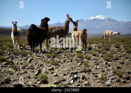 San Pablo, Bolivie. 21 mars 2024. Un troupeau de lamas (lama glama) est vu près de Laguna Vinto à sur Lípez, Altiplano. (Photo par Apolline Guillerot-Malick/SOPA images/Sipa USA) crédit : Sipa USA/Alamy Live News Banque D'Images