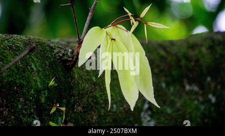 Saraca asoca (arbre ashoka, Pohon asoka) arbre. Dans les cérémonies bouddhistes traditionnelles, la fleur d'Ashoka est toujours présente pour apporter de la beauté Banque D'Images