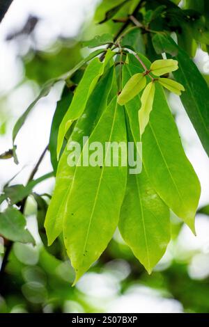 Saraca asoca (arbre ashoka, Pohon asoka) arbre. Dans les cérémonies bouddhistes traditionnelles, la fleur d'Ashoka est toujours présente pour apporter de la beauté Banque D'Images