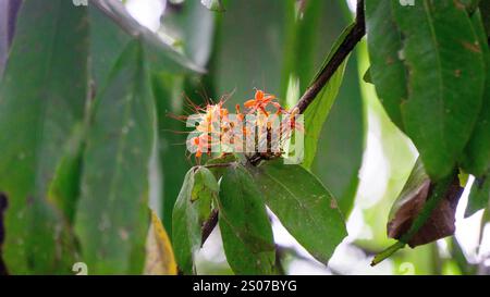 Saraca asoca (arbre ashoka, Pohon asoka) arbre. Dans les cérémonies bouddhistes traditionnelles, la fleur d'Ashoka est toujours présente pour apporter de la beauté Banque D'Images