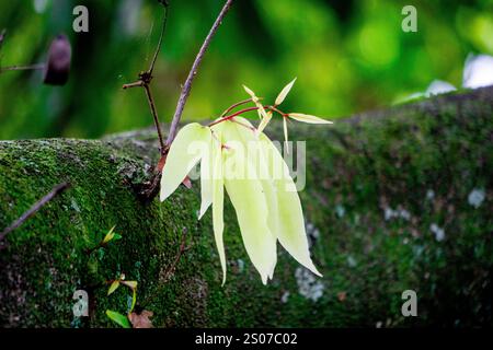 Saraca asoca (arbre ashoka, Pohon asoka) arbre. Dans les cérémonies bouddhistes traditionnelles, la fleur d'Ashoka est toujours présente pour apporter de la beauté Banque D'Images