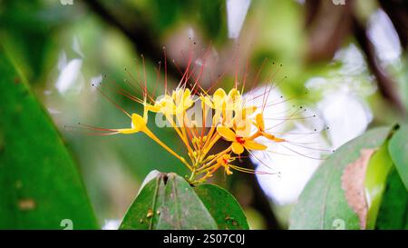 Saraca asoca (arbre ashoka, Pohon asoka) arbre. Dans les cérémonies bouddhistes traditionnelles, la fleur d'Ashoka est toujours présente pour apporter de la beauté Banque D'Images