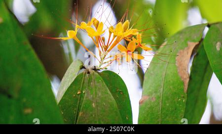 Saraca asoca (arbre ashoka, Pohon asoka) arbre. Dans les cérémonies bouddhistes traditionnelles, la fleur d'Ashoka est toujours présente pour apporter de la beauté Banque D'Images