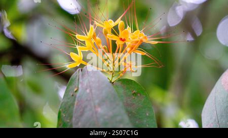 Saraca asoca (arbre ashoka, Pohon asoka) arbre. Dans les cérémonies bouddhistes traditionnelles, la fleur d'Ashoka est toujours présente pour apporter de la beauté Banque D'Images