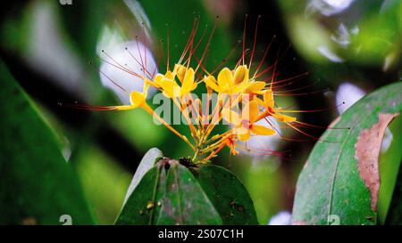 Saraca asoca (arbre ashoka, Pohon asoka) arbre. Dans les cérémonies bouddhistes traditionnelles, la fleur d'Ashoka est toujours présente pour apporter de la beauté Banque D'Images