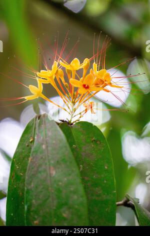 Saraca asoca (arbre ashoka, Pohon asoka) arbre. Dans les cérémonies bouddhistes traditionnelles, la fleur d'Ashoka est toujours présente pour apporter de la beauté Banque D'Images