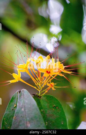 Saraca asoca (arbre ashoka, Pohon asoka) arbre. Dans les cérémonies bouddhistes traditionnelles, la fleur d'Ashoka est toujours présente pour apporter de la beauté Banque D'Images