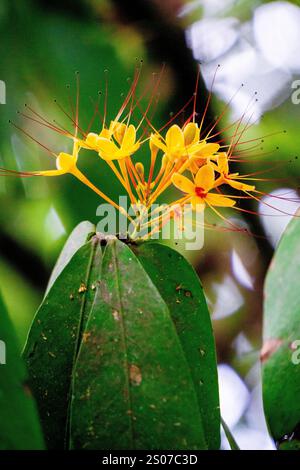 Saraca asoca (arbre ashoka, Pohon asoka) arbre. Dans les cérémonies bouddhistes traditionnelles, la fleur d'Ashoka est toujours présente pour apporter de la beauté Banque D'Images