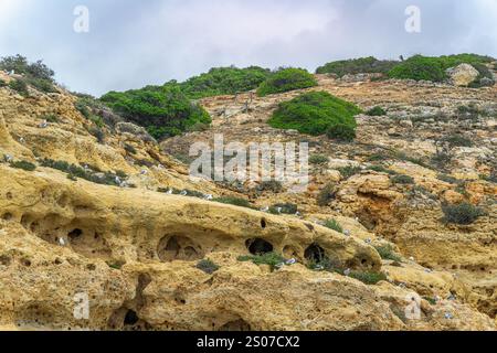 Mouettes reposant sur des falaises rocheuses sauvages et jaunâtres avec des arbustes verts. Crépuscule, Algarve, Portugal. Banque D'Images