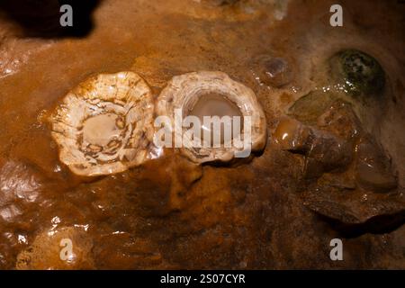 Luray, Virginie, États-Unis. 25 décembre 2024. La formation rocheuse « Fried Eggs » à Luray Caverns, à l'ouest de Luray, Virginie, États-Unis, le 25 décembre 2024. Les grottes de Luray ont attiré de nombreux visiteurs depuis leur découverte en 1878. Crédit : Aashish Kiphayet/Alamy Live News Banque D'Images