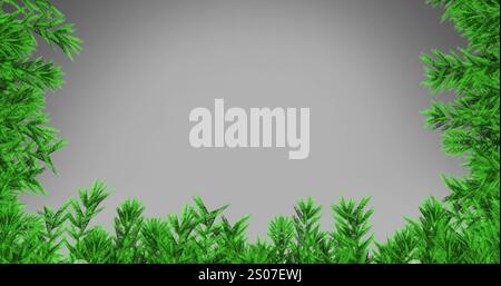 Image de branches de sapins sur fond blanc Banque D'Images