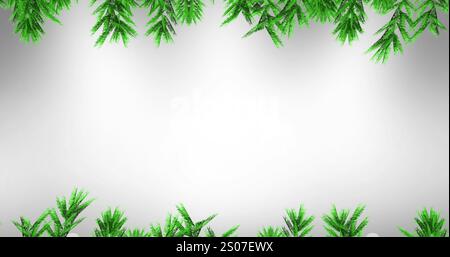 Image de branches de sapins sur fond blanc Banque D'Images