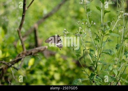 Un papillon noir et blanc collecte le nectar d'une fleur violette. Les papillons sont l'une des nombreuses espèces d'insectes appartenant à plusieurs fam Banque D'Images