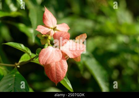 Ashanti sang de fleurs rose clair fleurs en forme d'étoile disposées en petites grappes. Lampe de Bouddha. Mussaenda Species est un genre d'arbustes prisé pour t Banque D'Images