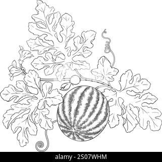 plante de pastèque avec illustration de contour de fruit Illustration de Vecteur