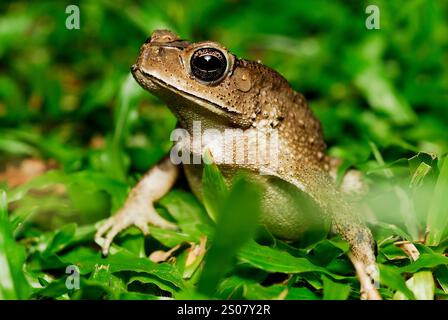 Crapaud commun (Duttaphrynus melanostictus) à Taman Negara, Malaisie Banque D'Images