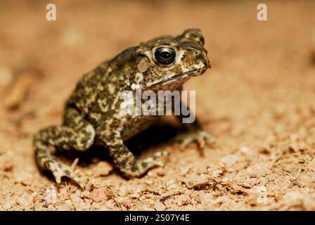 Crapaud commun (Duttaphrynus melanostictus) dans le parc naturel de Taman Negara, Malaisie Banque D'Images