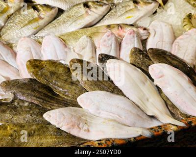 La sole commune des poissons de douvres, Solea solea, espèce de poisson plat de la famille des Soleidae, son brun grisâtre tandis que le dessous est blanc, avec d'autres types Banque D'Images