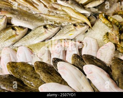 La sole commune des poissons de douvres, Solea solea, espèce de poisson plat de la famille des Soleidae, son brun grisâtre tandis que le dessous est blanc, avec d'autres types Banque D'Images