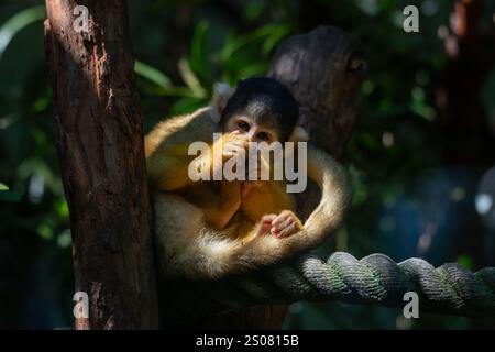 Les singes écureuils boliviens sont un petit singe à visage blanc avec un nez et un museau noirs. Leur pelage varie de brun et gris à doré. Banque D'Images