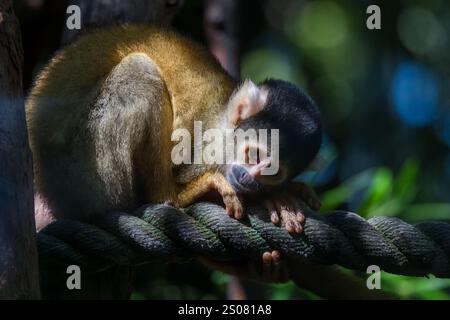 Les singes écureuils boliviens sont un petit singe à visage blanc avec un nez et un museau noirs. Leur pelage varie de brun et gris à doré. Banque D'Images