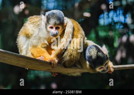 Les singes écureuils boliviens sont un petit singe à visage blanc avec un nez et un museau noirs. Leur pelage varie de brun et gris à doré. Banque D'Images