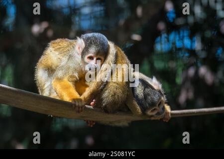 Les singes écureuils boliviens sont un petit singe à visage blanc avec un nez et un museau noirs. Leur pelage varie de brun et gris à doré. Banque D'Images