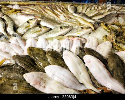 La sole commune des poissons de douvres, Solea solea, espèce de poisson plat de la famille des Soleidae, son brun grisâtre tandis que le dessous est blanc, avec d'autres types Banque D'Images