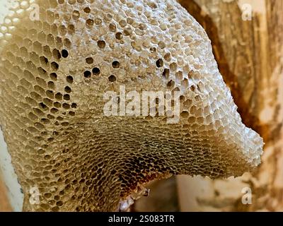 nid d'abeille, une masse de cellules prismatiques hexagonales construites à partir de cire d'abeille par les abeilles dans leurs nids pour contenir leur couvain, œufs, larves et pupes, et st Banque D'Images