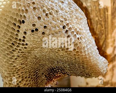 nid d'abeille, une masse de cellules prismatiques hexagonales construites à partir de cire d'abeille par les abeilles dans leurs nids pour contenir leur couvain, œufs, larves et pupes, et st Banque D'Images