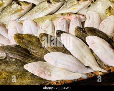 La sole commune des poissons de douvres, Solea solea, espèce de poisson plat de la famille des Soleidae, son brun grisâtre tandis que le dessous est blanc, avec d'autres types Banque D'Images