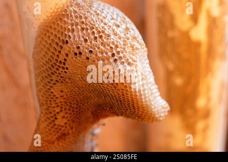 nid d'abeille, une masse de cellules prismatiques hexagonales construites à partir de cire d'abeille par les abeilles dans leurs nids pour contenir leur couvain, œufs, larves et pupes, et st Banque D'Images