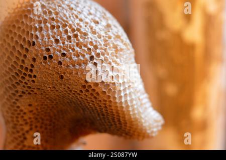 nid d'abeille, une masse de cellules prismatiques hexagonales construites à partir de cire d'abeille par les abeilles dans leurs nids pour contenir leur couvain, œufs, larves et pupes, et st Banque D'Images