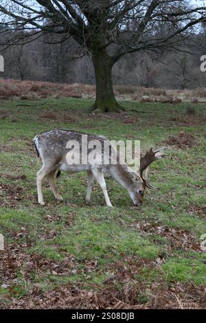 Cerf de pâturage Banque D'Images